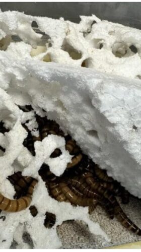 screenshot-1765724538179