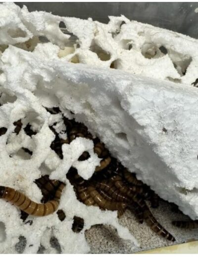 screenshot-1765724538179