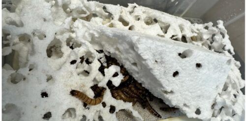 screenshot-1765724538179