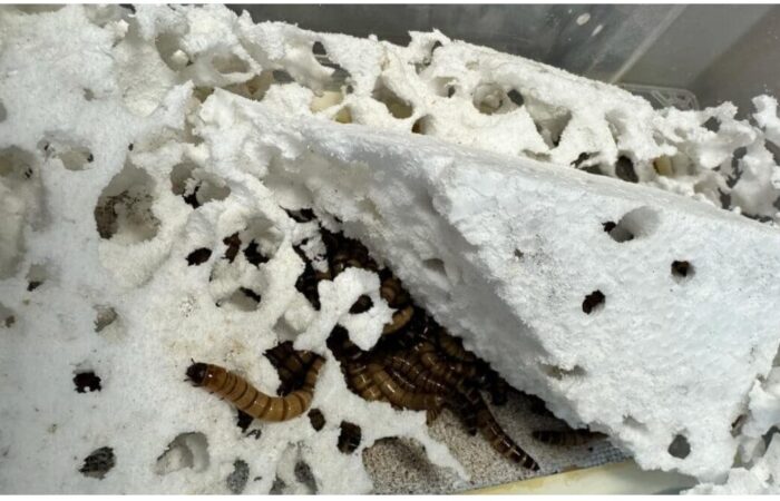 screenshot-1765724538179