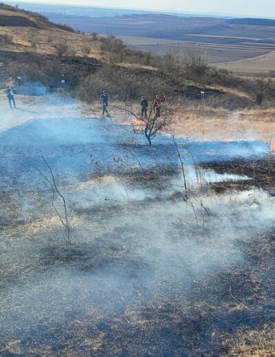 trávník_vypalování1