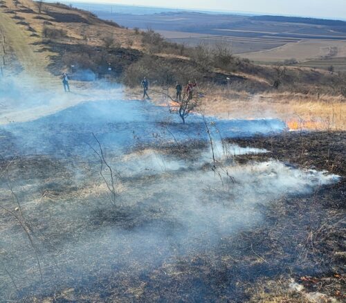 trávník_vypalování1