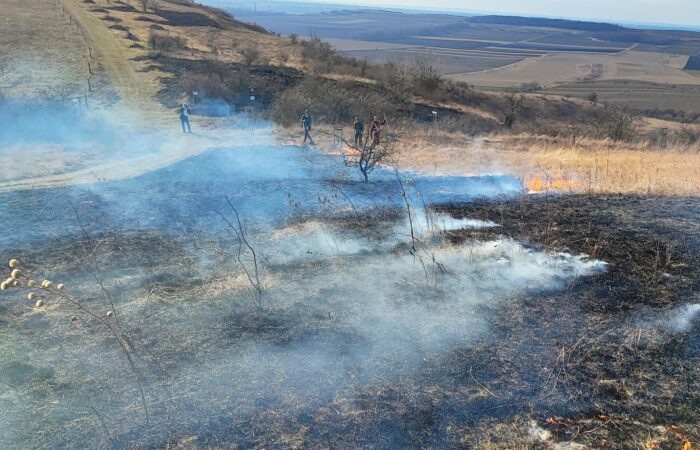 trávník_vypalování1