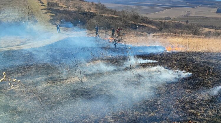 trávník_vypalování1