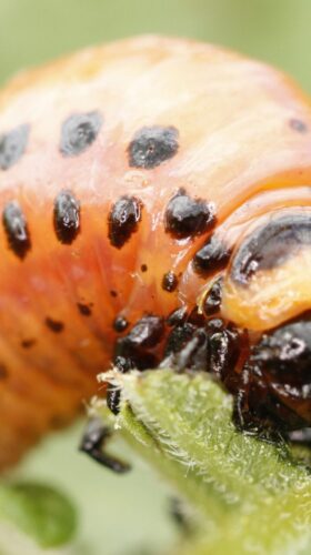 RNAi přípravky se již používají proti mandelince