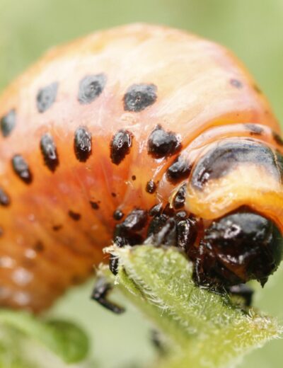 RNAi přípravky se již používají proti mandelince