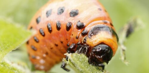 RNAi přípravky se již používají proti mandelince