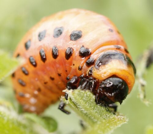 RNAi přípravky se již používají proti mandelince