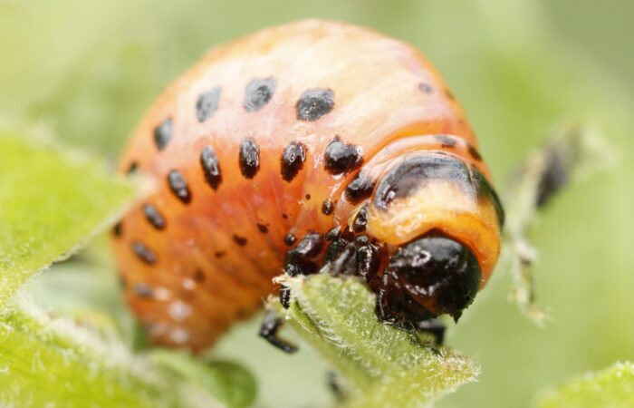 RNAi přípravky se již používají proti mandelince