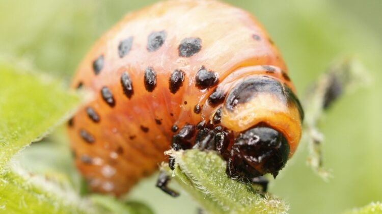 RNAi přípravky se již používají proti mandelince