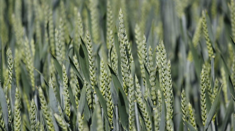 Vymetaná pšenice