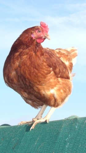 uvodni