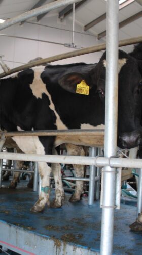 dojení a prre-milking