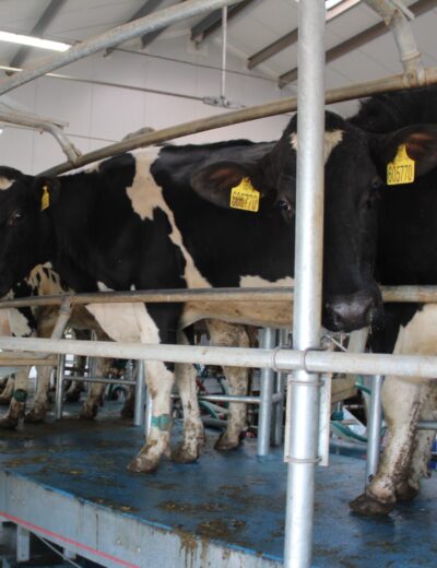 dojení a prre-milking