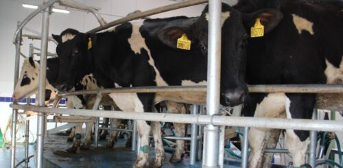 dojení a prre-milking