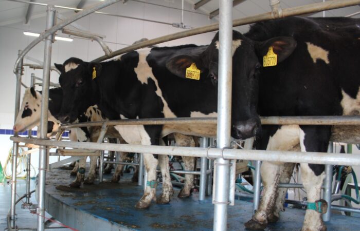 dojení a prre-milking